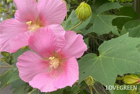 樹芙蓉|フヨウ（芙蓉）とは？育て方・栽培方法